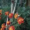 Teofilo Alarcón Vilchez - @teofilo.alarcn.vi - TikTok