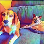 🐾 𝑻𝒆𝒒𝒖𝒊𝒍𝒂 𝒆 𝑪𝒐𝒐𝒌𝒊𝒆 - @tequilaecookie_ - Instagram