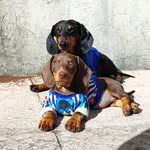 Tequi & Cookie - @tequila_cookie - Instagram