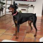 Tequila Davis - @doberman_tequila1 - Instagram