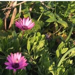 Tera Shows - @flower_delights12 - Instagram
