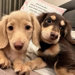 🐶Tara & Wilson_處女座的臘腸兄妹 - @tara_wilson_2023 - Instagram
