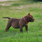 Terence Dillon - @bwk_kennels - Instagram