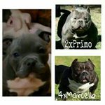 Terence Gaston - @terencegaston - Instagram