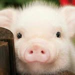 Terence Kramer - @hi_my_name_is_pig - Instagram