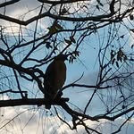 Terence_May - @tacohour12 - Instagram
