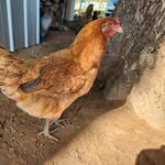 Teresa Acker - @texas.country.girl71 - Instagram