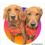 Teresa Ackerman - @teresa_andher_golden - Instagram
