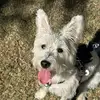 Teresa Liu - @teresaaliu - TikTok