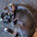 Theresa Appleton - Facebook