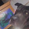 Hercules and buddy's tik tok - @theresabissonnette - TikTok