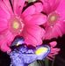 Teresa Bone - Facebook