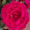 teresaburrows243 - @teresaburrows243 - TikTok