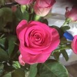 Teresa Crouch - @crouch1047 - Instagram