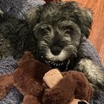 Teresa DeVos - @maisytheminischnauzer2021 - Instagram