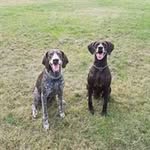 Teresa Eagle - @pointerwalks - Instagram