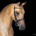 Theresa Egger - @wuestenpferd_sahara - Instagram