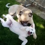 Teresa Forenza - @teresaforenza - Instagram