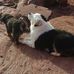 Theresa Lambe - Facebook