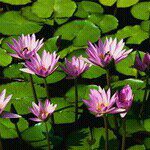 Teresa Langner - @chefteesa - Instagram
