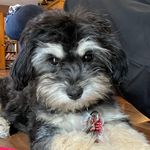 Teresa Olson - @radar.the.shipoo - Instagram