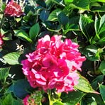 Teresa Roy - Facebook