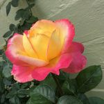 Teresa Sisson McClure - @teresa_ann_sisson_mcclure - Instagram