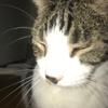 Kitty keeper - @teresasmart839 - TikTok
