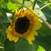 Teresa Tincher Snodgrass - Facebook