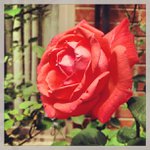 Teresa Socha - @flybascio - Instagram