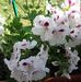 Teresa Socha - Facebook