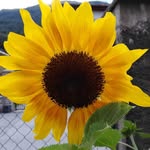 𝓣𝓮𝓻𝓮𝓼𝓪🌻 - @teresa_soldano - Instagram