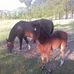 Teresa Solley - Facebook