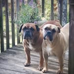Teresa Adams - @teresa_sorge_adams - Instagram