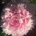 Teresa Sowell - Facebook