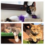 Teresa & Stuart Rhind - @coolcatsipswich999 - Instagram