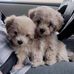 Teresa Sieger Warnock - Facebook