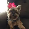 Teresa Sands Westfall - @teresa.sands.west - TikTok