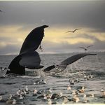 Teri Abrams - @teriabrams1 - Instagram