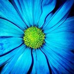 Terri Abrams - @tabrams67 - Instagram