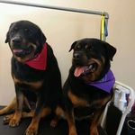 Terri Abrams Peduzzi - @terduzzi - Instagram