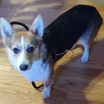 Terri Jo Abrams Ingram - @corgidaze - Instagram