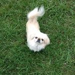 Teri Cunningham - @zzbear.teri - Instagram