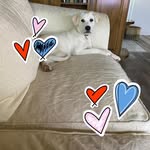 Teri Valentine Douglas - @disfantoo - Instagram