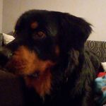 Teri Fox🐶 - @_terin_is_good_dog - Instagram