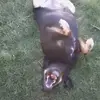 Teri Fox - @teri.fox83 - TikTok