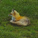 Teri Fox - @foxt.1234 - Instagram