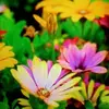 terifox17 - @terifox17 - TikTok