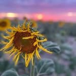 Teri Freeman - @sunflowers.vue - Instagram