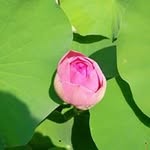 Teri Hanson - @memphisbluff - Instagram